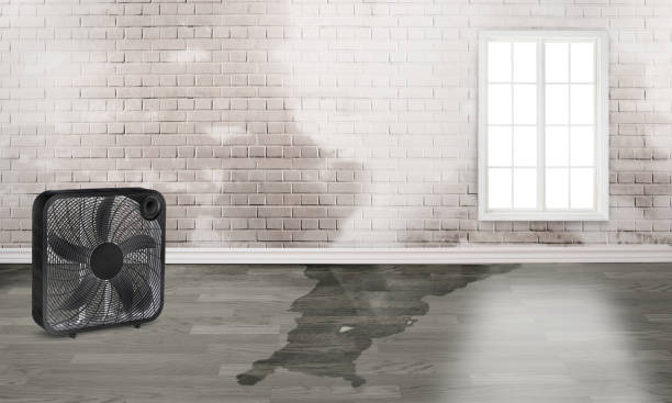 Best Water damage restoration near me  in Kincheloe, MI
